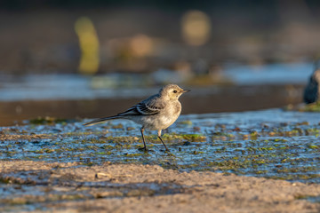 Beautiful nature scene with White wagtail (Motacilla alba)