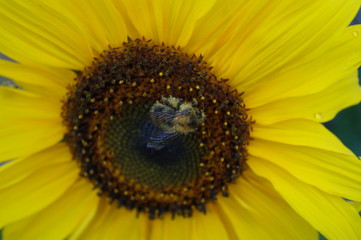 Obraz premium Sonnenblume