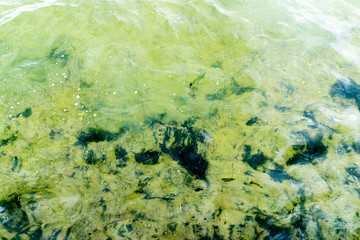 Fototapeta na wymiar Nature background of green vegetation in clear water. Underwater flora close-up. Natural texture of greenery on bottom