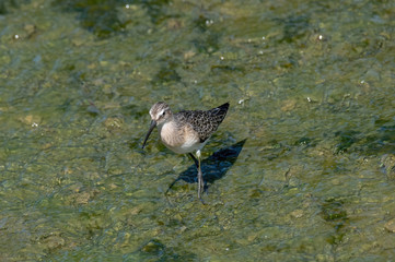 Curlew sandpiper (Calidris ferruginea) looking for food in the water