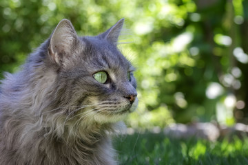 Naklejka na ściany i meble A grey longhaired cat sitting in the grass in front of sunlit garden plants