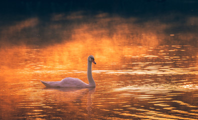 Swan