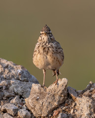 Crested Lark or Galerida Cristata outdoor in nature