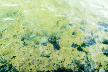 Nature background of green vegetation in clear water. Underwater flora close-up. Natural texture of greenery on bottom