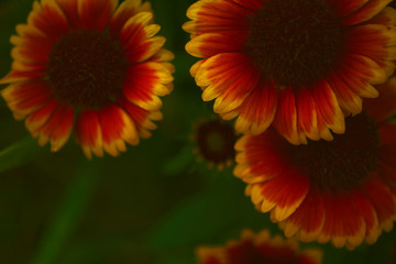 The isolated red and yellow gaillardias were shot flat lay on a blurry green background. The photo was made with color inversion for your unic design.