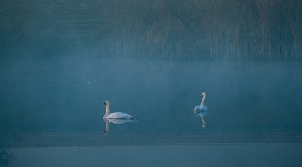 Swan