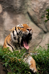 大きなあくびをするトラ