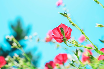 Red flowers against the blue sky. Floral background.