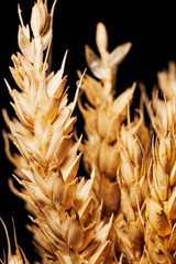 Wheat ears on a black background. Macro shooting of cereals