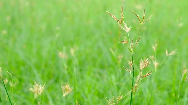 Nut Grass (Cyperus rotundus L.) on green background.