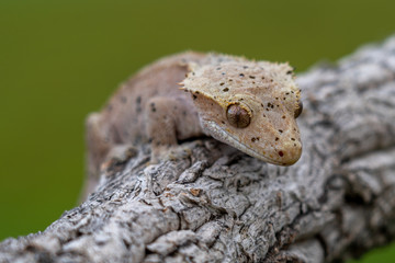 Rhacodactylus ciliatus lizzard from New Caledonia