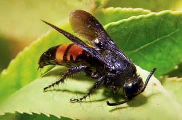 Closeup of an Asian Giant Hornet Insect with Sting