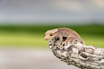 Rhacodactylus ciliatus lizzard from New Caledonia