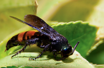 Closeup of an Asian Giant Hornet Insect with Sting