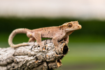 Rhacodactylus ciliatus lizzard from New Caledonia