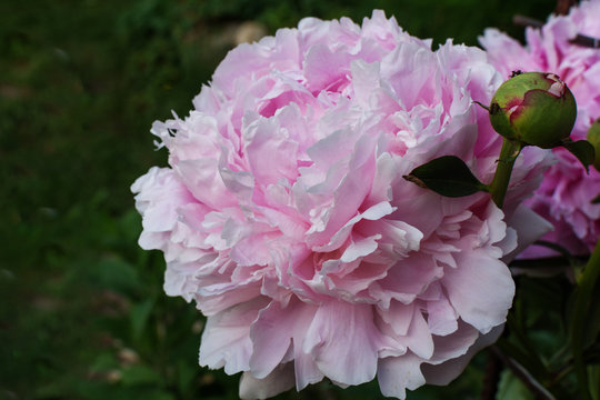 a pale pink peony flower close up in its natural habitat. Horizontal photo.