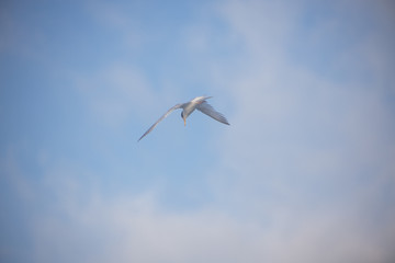 hummingbird flying in blue sky