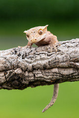 Rhacodactylus ciliatus lizzard from New Caledonia