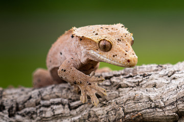 Rhacodactylus ciliatus lizzard from New Caledonia
