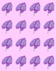 Lilac Anthurium on a light pink background, pattern, trend art.