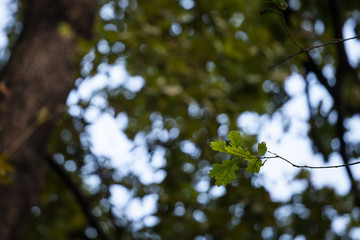 Closeup on a quercus robus branch with a focus on a oak leaf. Quercus robus is a European tree, also called by the name common oak.