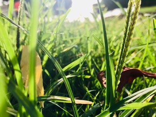 The grass and leaves