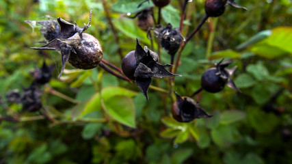 black ants in the forest