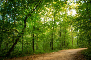 road in the forest