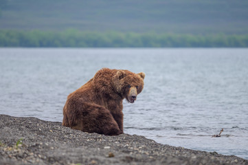 Ruling the landscape, brown bears of Kamchatka (Ursus arctos beringianus)