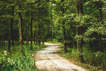 road in the forest
