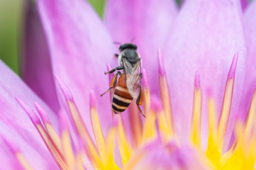 Bee in lotus flower, close up.