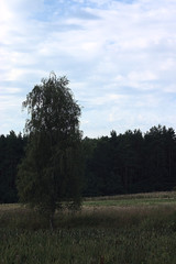 Obraz premium a free-standing tree in a forested area
