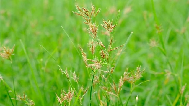 Nut Grass (Cyperus rotundus L.) on green background.