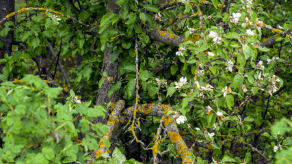 tiger in a tree