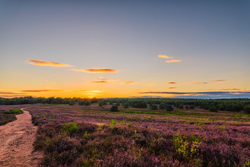 heather at sunset