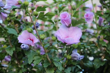 pink hibiscus in the garden