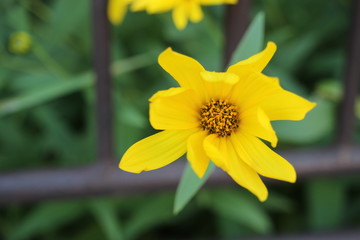 yellow daffodil flower in the garden
