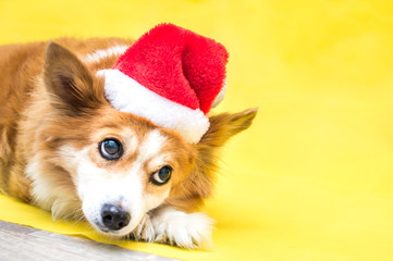 Close-up portrait of a dog on a yellow background wearing a santa claus hat. New Year 2021