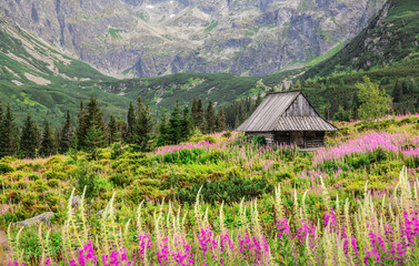 Alpine style beautiful landscape in the summer. Wooden house on a meadow with flowers. High Tatra Mounitains in the background.