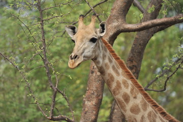 Africa. Zambia. The giraffe eats the leaves of the tree.