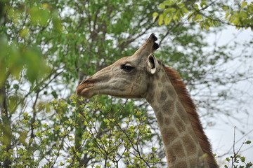 Africa. Zambia. The giraffe eats the leaves of the tree.