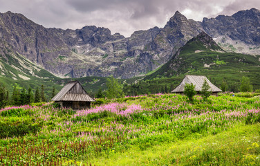 Alpine style landscape in the summer. Wooden houses on a meadow with flowers. High Tatra Mounitains in the background.