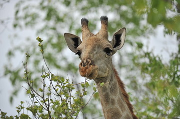 Africa. Zambia. The giraffe eats the leaves of the tree.