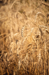 Ripe dry ears of wheat