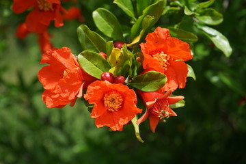 Red pomegranate flowers, tree and green leaves, in the nature