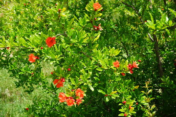 Red pomegranate flowers, tree and green leaves, in the nature