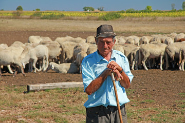 Portrait of a senior shepherd leaning on his staff with a flock of sheep on a farm