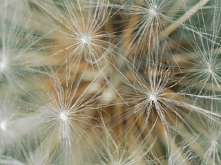macro close up of dandelion seeds