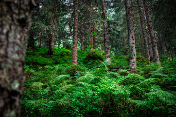 Green forest in the summer. Beautifull woods outdoor background. Mystery green nature  enviroment. Natural background.