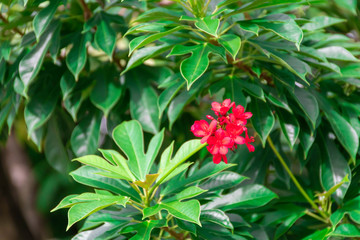 red flowers of cotton leaved jatropha or peregrina or spicy jatropha tree. scientific name is  Jatropha integerrima in euphorbiaceae family 